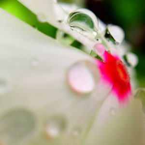 Posted July 5, 2013 at the Billy Graham Library - Beautiful flower in the rain this morning