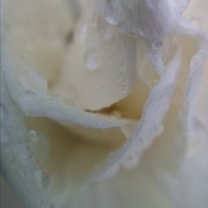 Posted April 27, 2013 - Gardenia in the rain