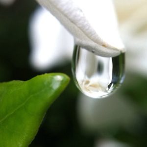 Posted July 1, 2013 - Gardenia in the rain