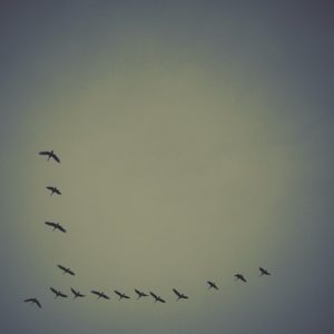 Posted October 16, 2013 - An actual train of thought in my head this morning- "I don't have time to be creative. I work, I eat, I sleep, I do not create. I'm wasting my time on Instagram. I need to just forget about it and move on... OOH! LOOK!!! GEESE!!!! QUICK, TAKE A PICTURE!!!"