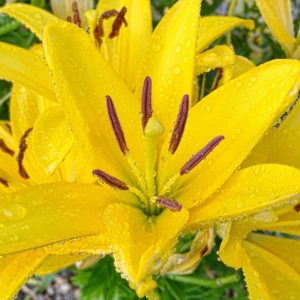 Posted June 18, 2015 - Some of Brandy's pretty yellow lilies