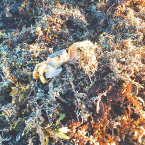 Posted December 17, 2015 at Melbourne Beach, FL - Pedro the crab
