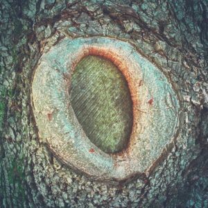 Posted June 3, 2016 - Bark Interrupted. Pruning leaves a scar, even when it's for our own good