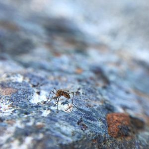 Posted June 8, 2016 - Getting blood from a stone