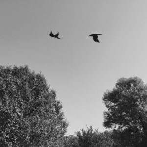 Posted June 10, 2016 - “Consider the ravens: for they neither sow nor reap; which neither have storehouse nor barn; and God feedeth them: how much more are ye better than the fowls?” - Luke 12:24 KJV