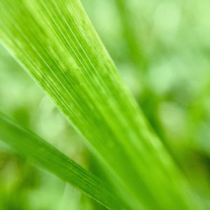 Posted June 6, 2016 - It ain't easy being green. A single blade of grass could keep a scientist busy with study for the rest of their lives. How much more wonderfully made are you than this blade?