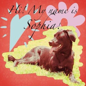 Posted March 19, 2016 - Meet Sophia. She is about 7 years old. Sophia was rescued from a terrible hoarding situation with over 60 dogs in South Carolina. She was kept in an extremely small crate outside in an overgrown, swampy area. She lost her right front leg early in her captivity, possibly from a snake bite, an incident with the other captive dogs, or an injury from the small crate. She was rescued by Camp Bark, and then fostered by The Odoms, who had her for a brief time before we adopted her. Knowing tripawd doggies are hard to adopt, and black dogs are also hard to adopt, the combination of both of these was going to be a hard sell for a perspective family. We knew that, and knew we could provide a loving home for her, so she became the second Myrick doggie. She is extremely sweet and loving, and she literally pulls her lips back into a smile when she’s really happy. Sophia loves attention and will let you pet her for hours if you want. She is an excellent guard dog, but her focus is on any animal smaller than her. If given a chance, she’ll let smaller animals know of her dislike, and she routinely chases, and comes very close to catching any rabbits that wander in her territory. Sophia was diagnosed with Lymphoma a few months ago, and is currently undergoing chemotherapy. Her pet peeve is going to the Vet for her treatments. She loves the people there, but doesn’t like the things they have to do her to help her feel better one day. If things go as planned, she may enjoy a year or more of remission after her treatments are over, so every day with her is even more precious now.