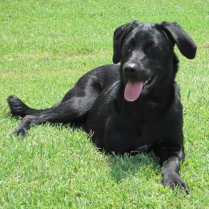 Posted September 17, 2016 - Yesterday our littlest girl earned her wings. Sophia was an amazing doggie that never let early neglect, the loss of a leg, or a nine month battle with Leukemia deter her from living her life to the fullest. She taught us so much in her time with us. Over six years of love, toughness, and her amazing personality. The house is far too quiet in the hours since she’s been gone. I’ll write more about her when I’m able, but for now just know I can’t wait to see her again. All dogs go to Heaven.