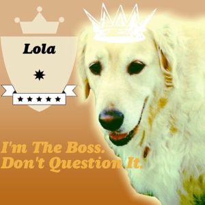 Posted March 19, 2016 - Meet Lola, the Queen of the Myrick family dogs. Lola is a 9 year old Golden Retriever adopted from Golden Creek Kennels. She was quite happy being the first and only child, but adjusted well when her sister Sophia was adopted. She did not adapt as well when her brother Buddy came along, but now that she is the undisputed champion in every contest against him, all is well. She was somewhat aloof for most of her life, but has become more loving as she grows older. Her affection for her sister Sophia is particularly sweet, especially acting to support Sophia at times when she literally needs a friend to lean on. Lola’s greatest accomplishment is being smarter than her parents, a fact she happily flaunts daily. Being smarter than us, almost everything we ask her to do is just plain wrong, and she prefers to do it her way instead. She is very well adjusted and enjoys attention from family members and strangers alike, but she definitely makes you work for it. An excellent guard dog, Lola is known for not wasting her barks; when she barks, there’s usually something odd going on. Her biggest pet peeve is being brushed. She does not enjoy it one bit and thinks it’s an evil to be avoided at all costs.