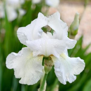 Posted April 20, 2019 -A wise man once told me, “If you try to force a flower to bloom, you will break it. You can feed it, water it, give it sun, even prune it, but you can’t make it bloom. It does that on its own.” This advice has served me well through the years. It applies to people, relationships, work, all kinds of things. If it doesn’t flow and grow, let it go!